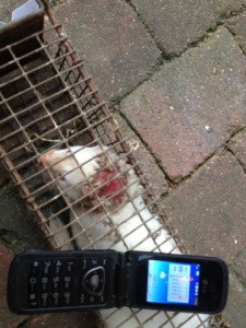 mink-injured-in-a-fight
